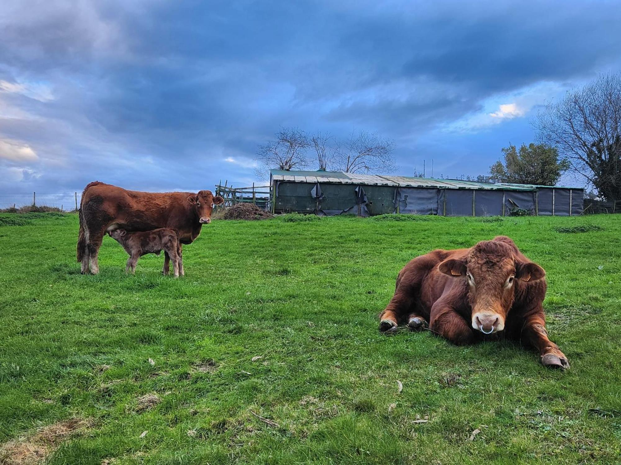 Refugio Finca El Canu Valdaliga Εξωτερικό φωτογραφία